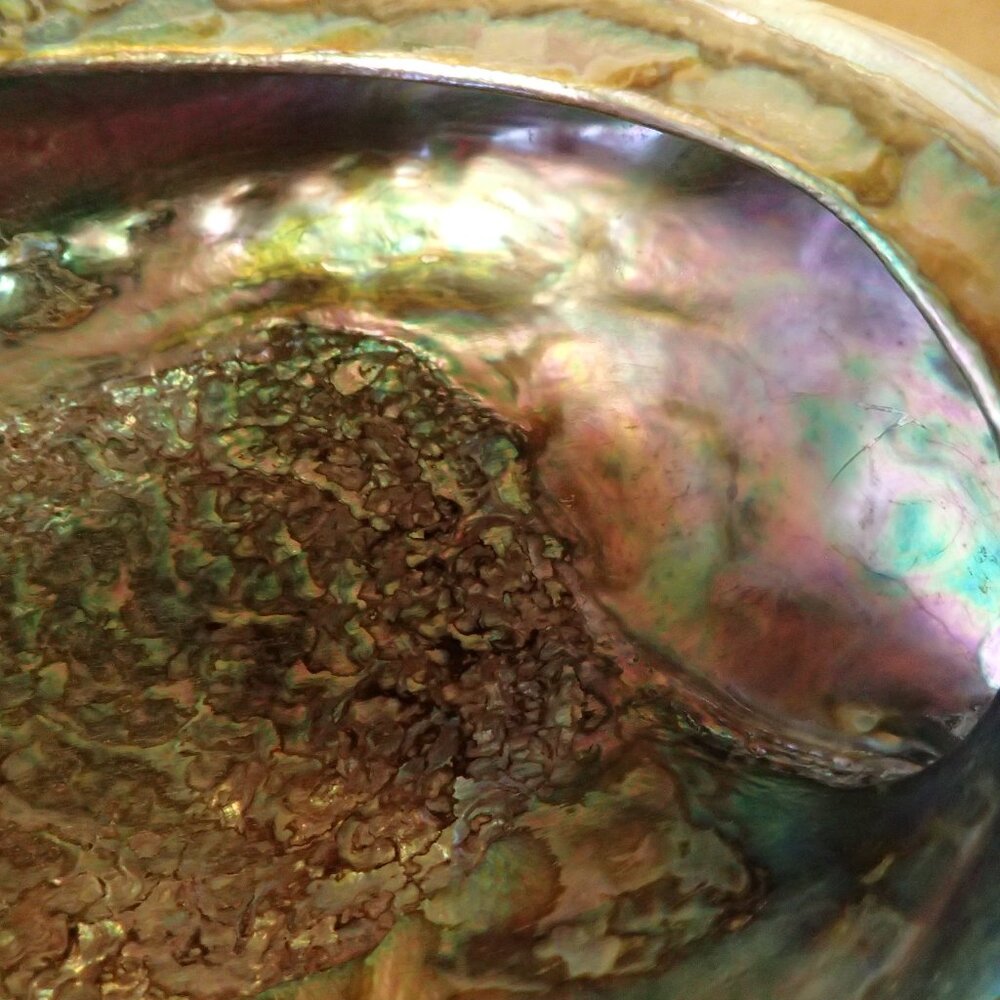 Polished Abalone Shell - Picture 3 of 6